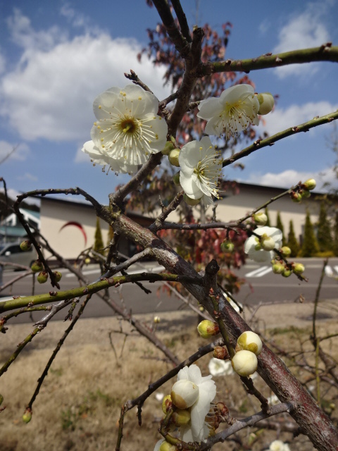 梅桜1.jpg